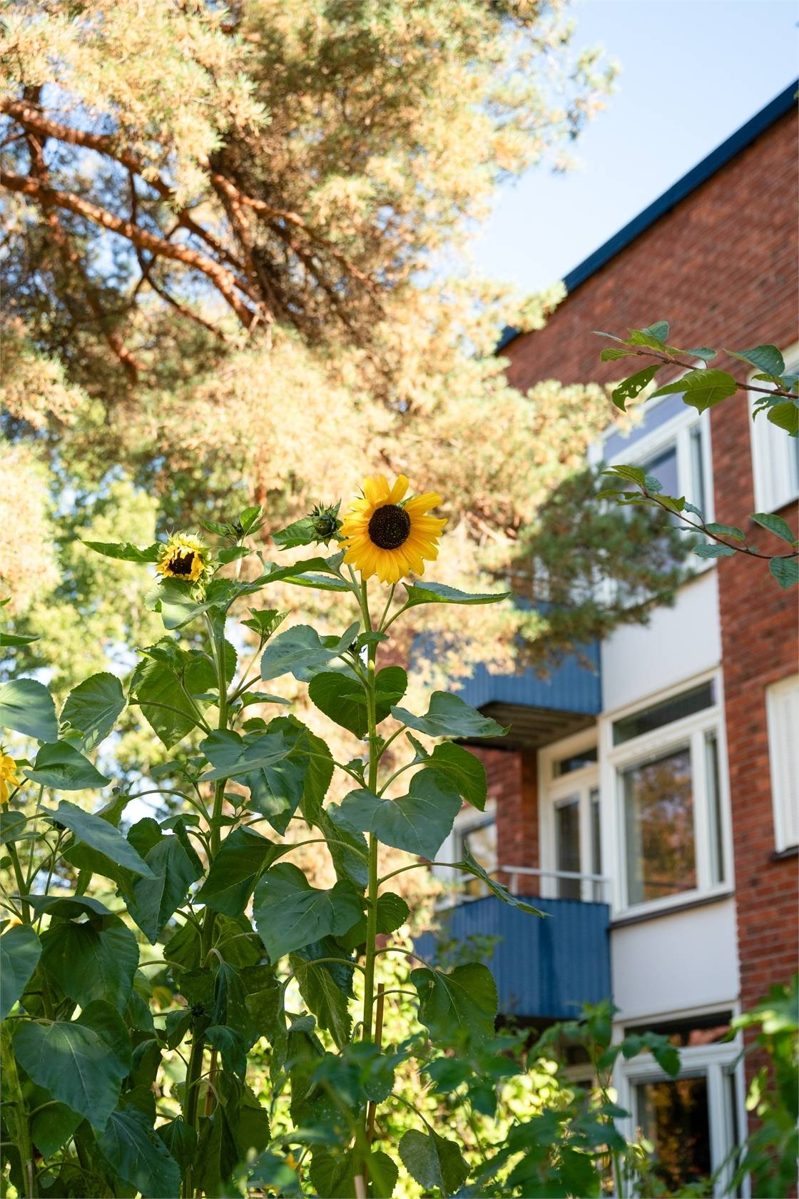 3 rum Lägenhet på Stjärnsundsgatan 25 Ormkärr Stockholms kommun - bild 18