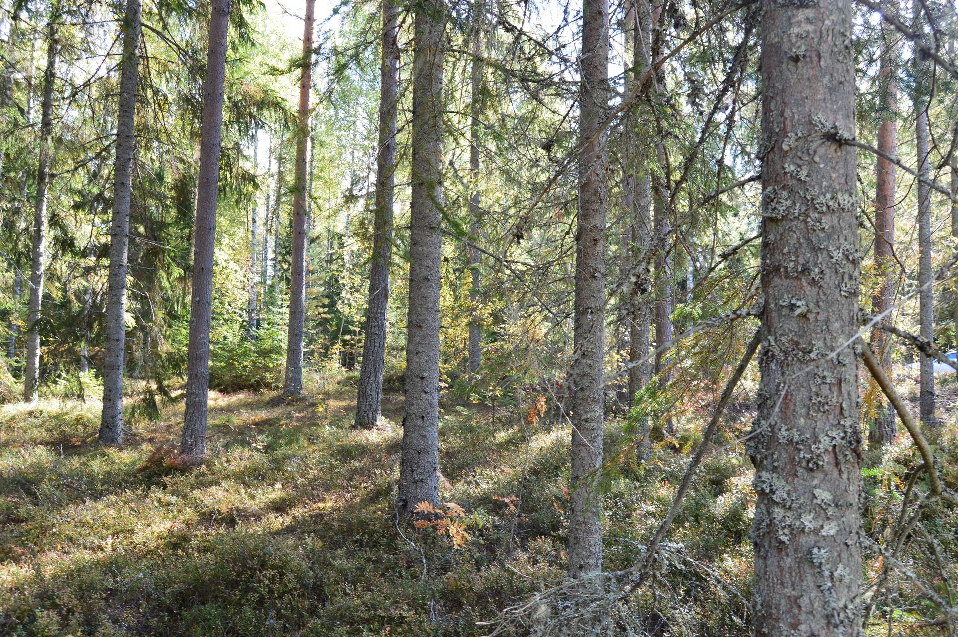 Gård med skogsbruk på Landtjärn Sandvikens kommun - bild 39