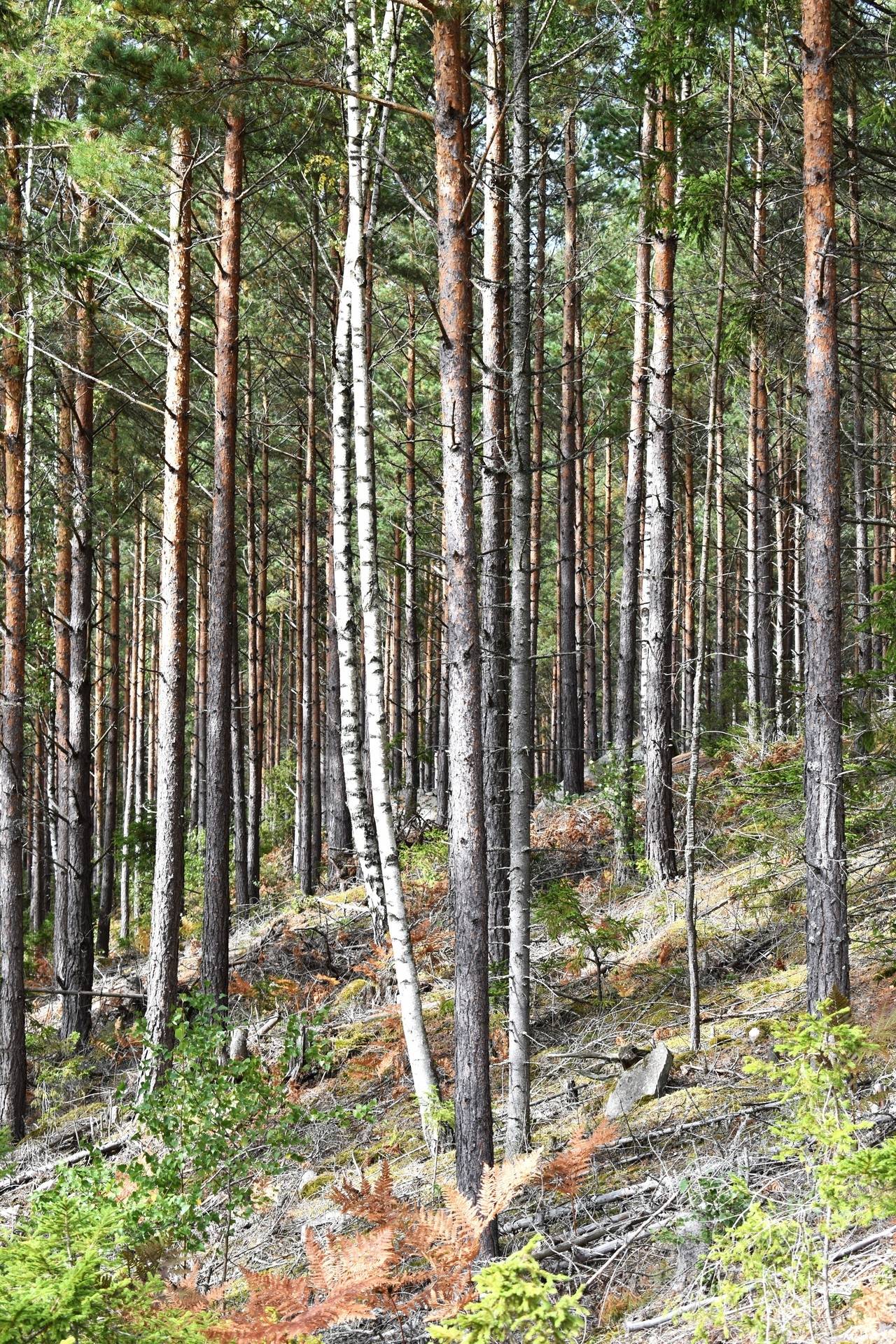 Gård med skogsbruk på Svalehult Nybro kommun - bild 12