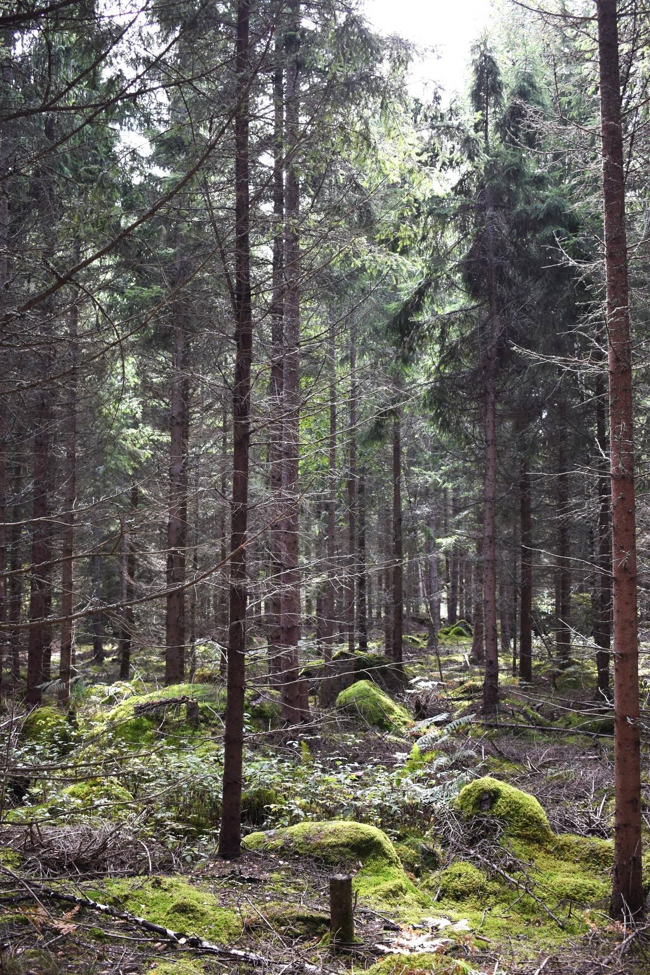 Gård med skogsbruk på Svalehult Nybro kommun - bild 9