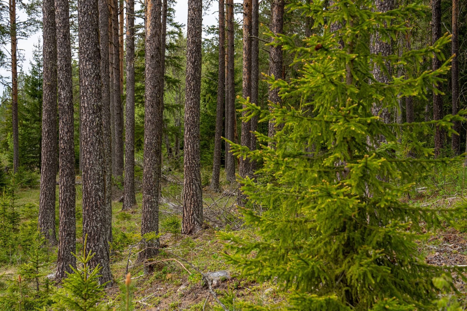 Gård/skog på Sinnberg Östersunds kommun - bild 6