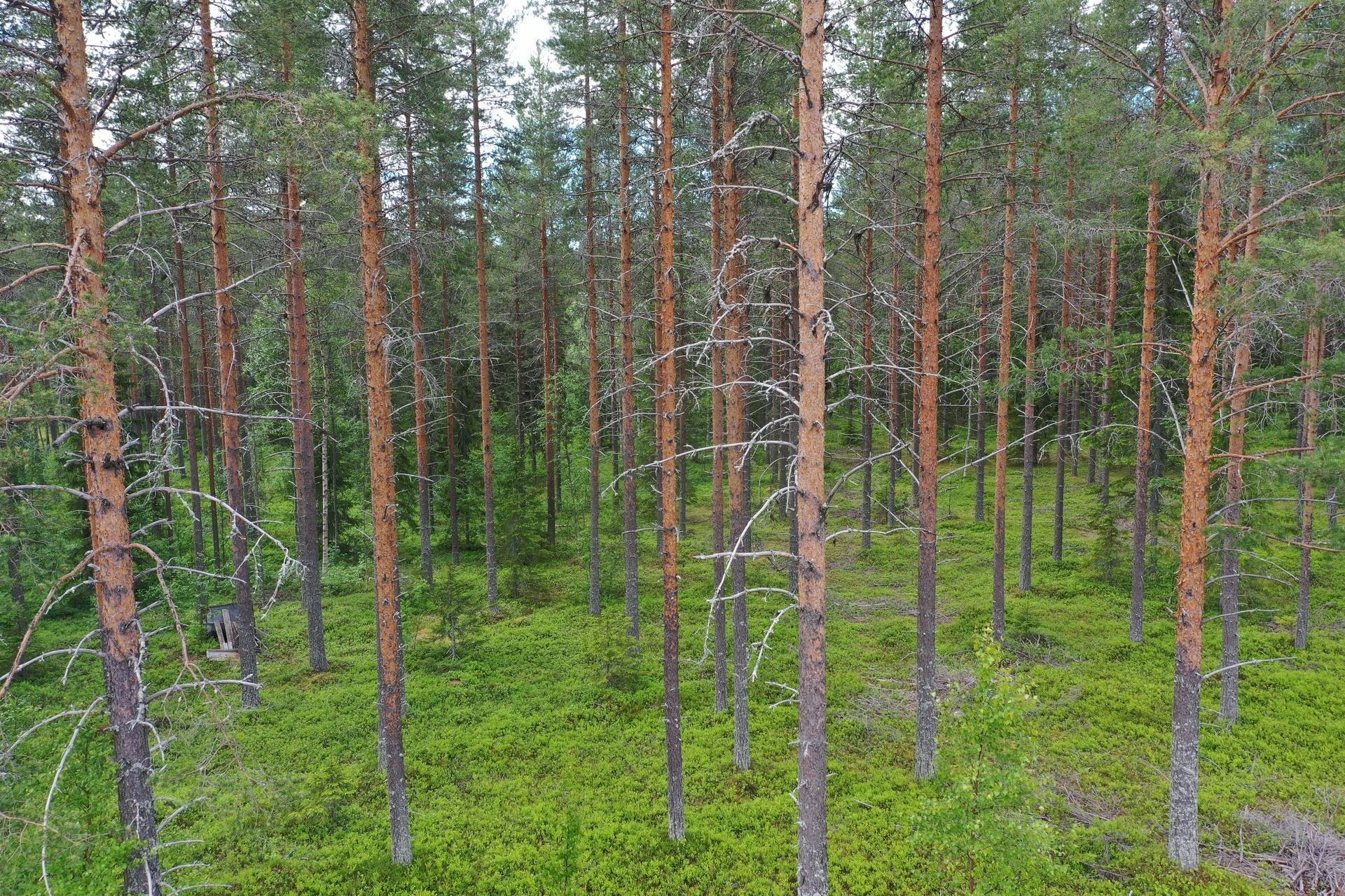 Gård med skogsbruk på Burträsks-Gammelbyn Skellefteå kommun - bild 20