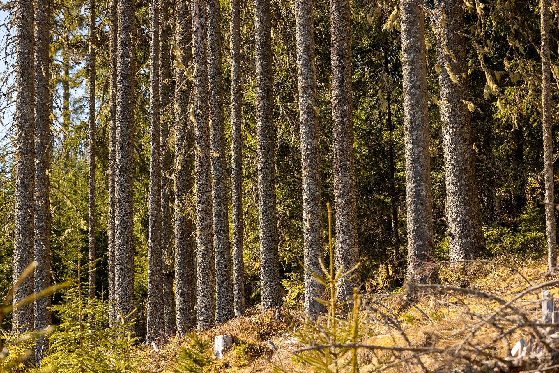 Gård/skog på Del av HAGFORS EKSHÄRADS-RÅDA 1:72 Hagfors kommun - bild 11