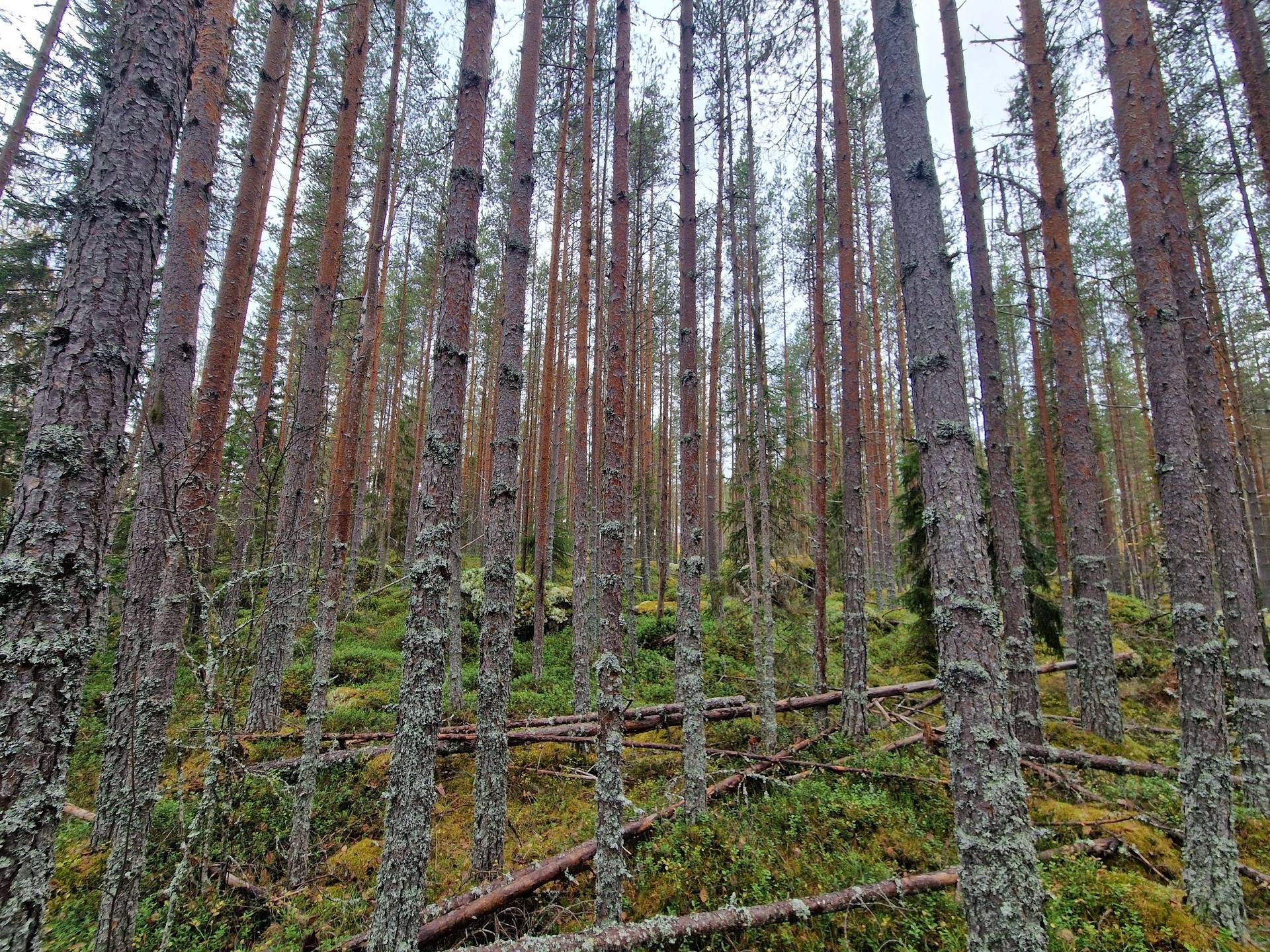 Gård med skogsbruk på BRÄCKE LUND 2:113 & 2:83 Sörbygden Bräcke kommun - bild 1