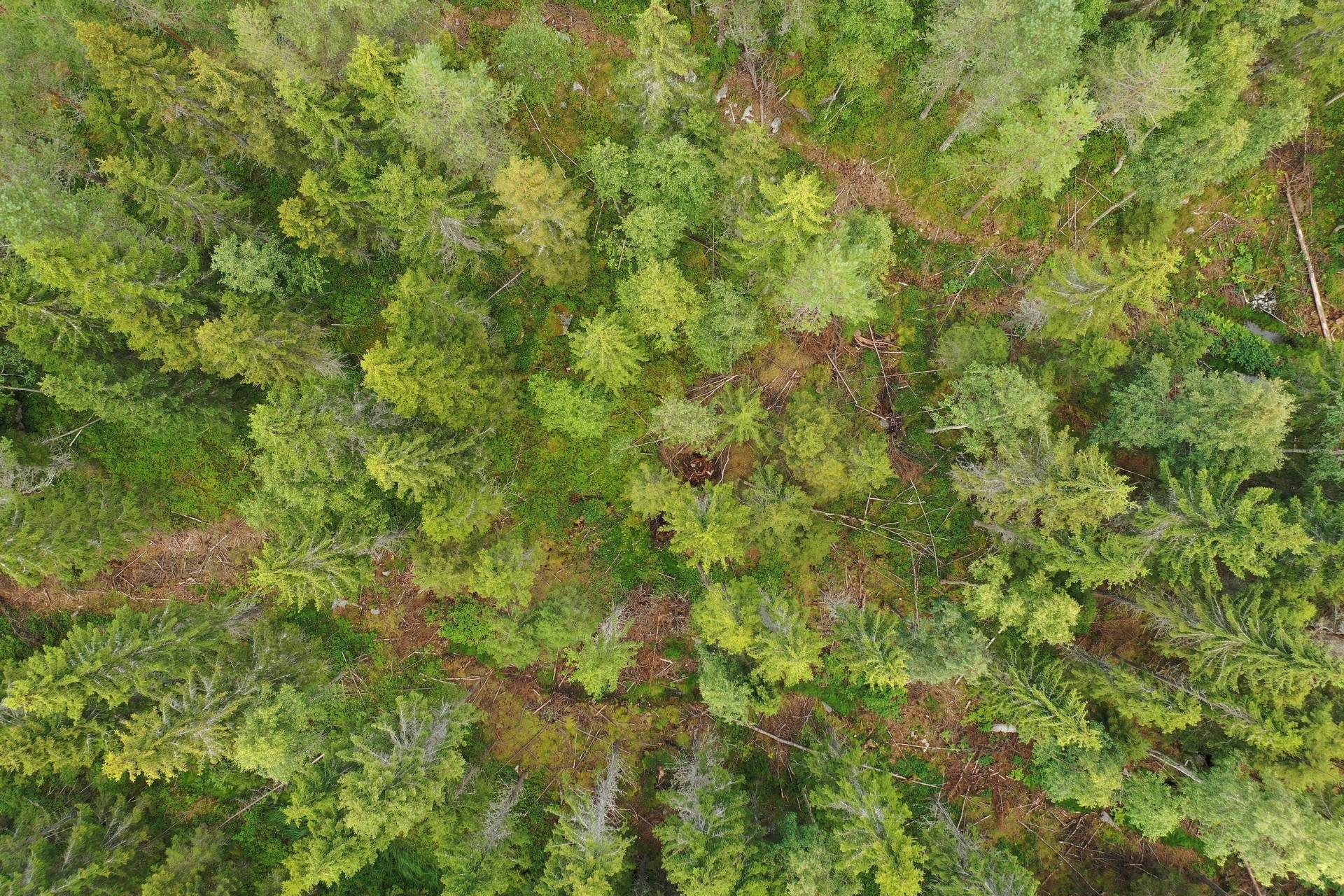 Gård med skogsbruk på Norum Robertsfors kommun - bild 20