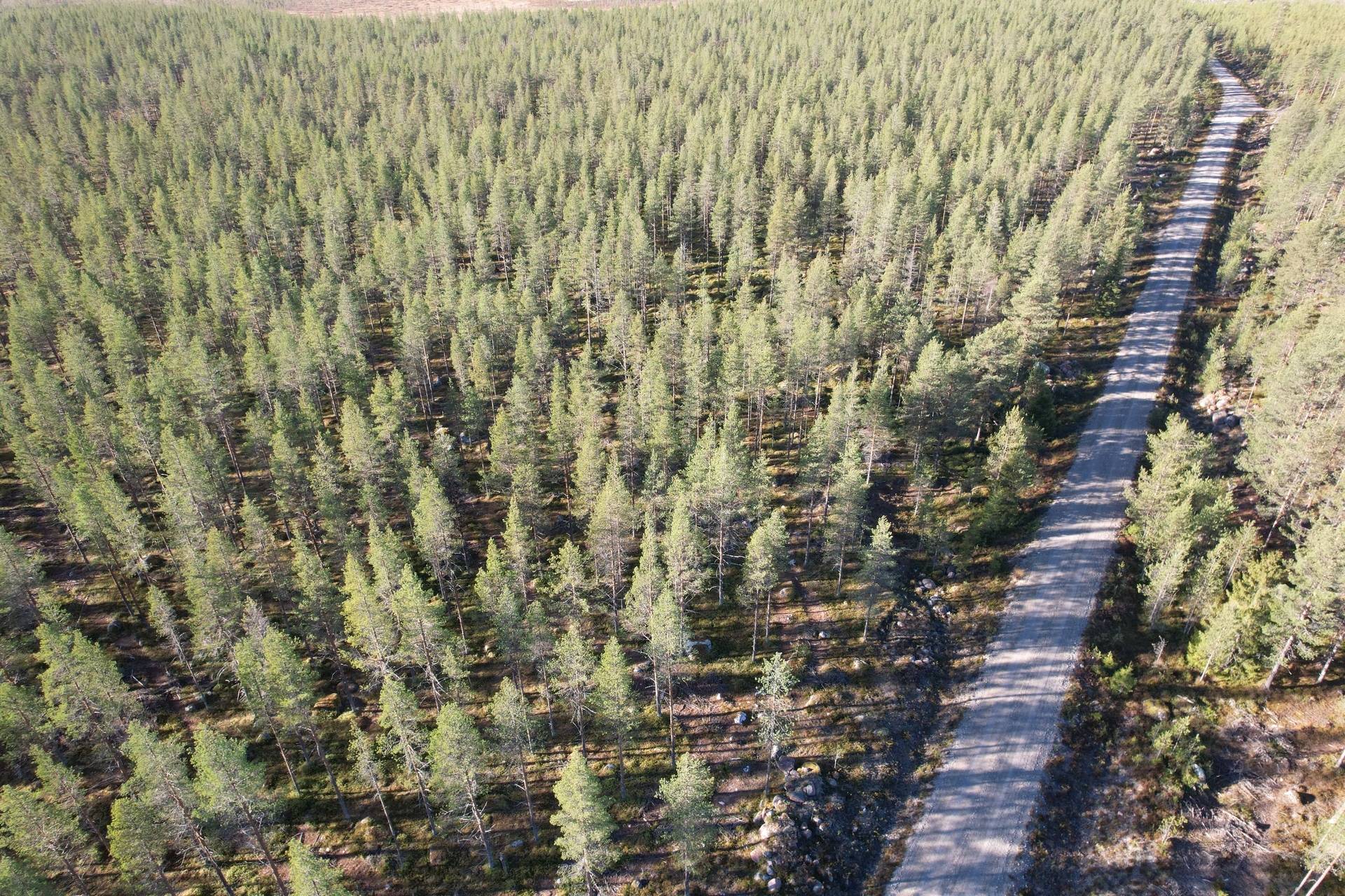 Malå, Malå kommun