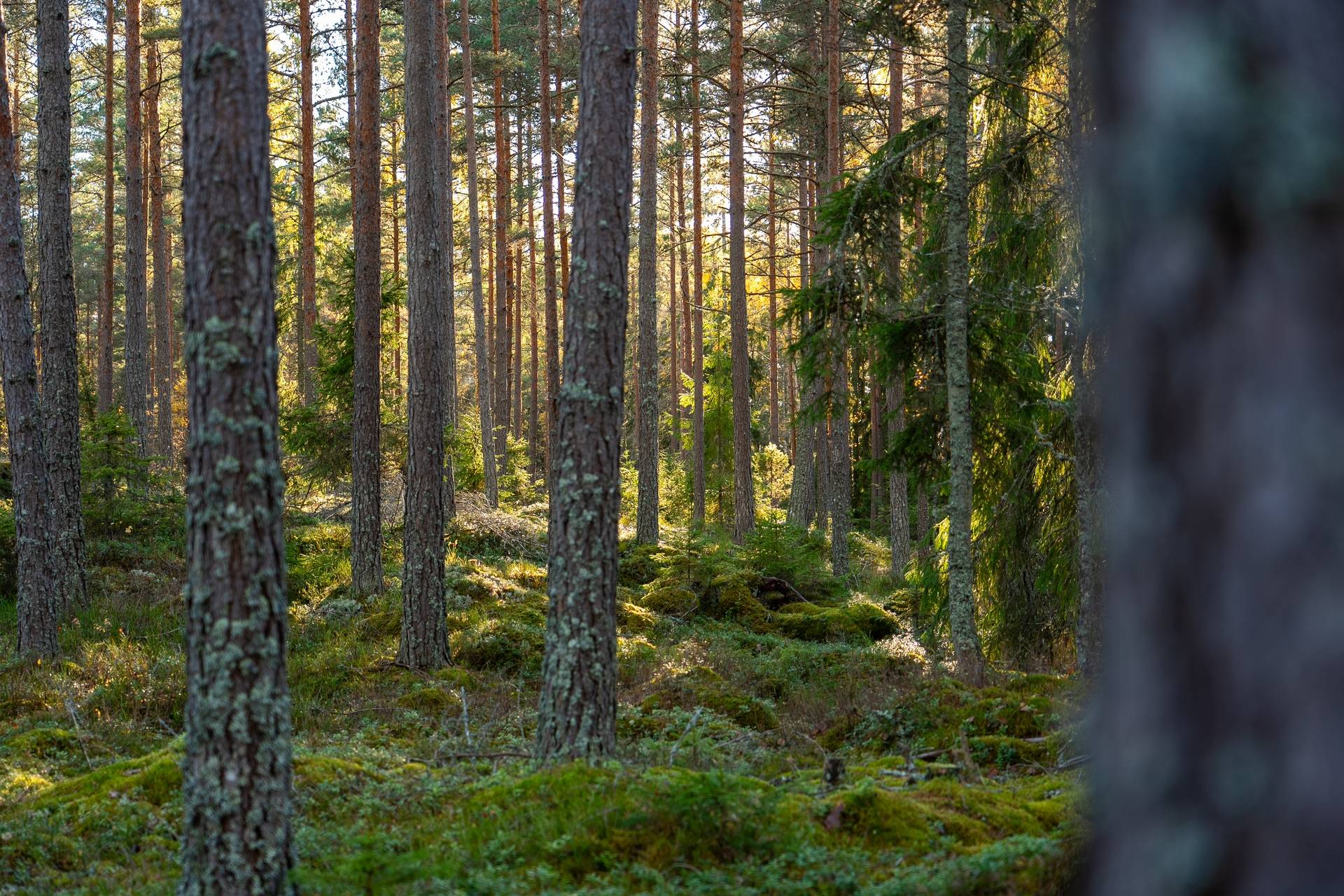 Gård med skogsbruk på Sanda Kristinehamns kommun - bild 23