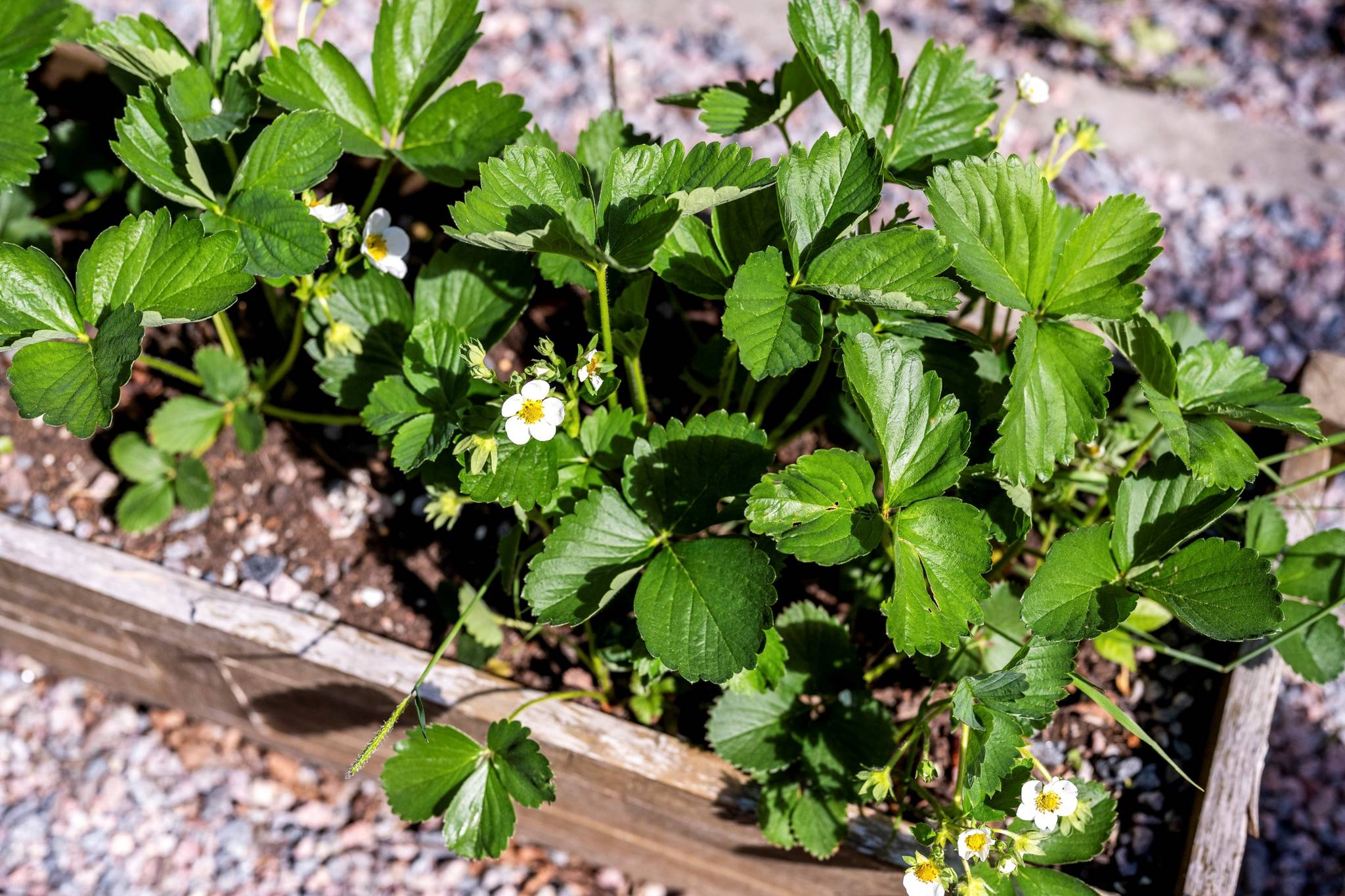 2.5 rum Lägenhet på Höganäsgatan 6B Höganäs Uppsala kommun - bild 33