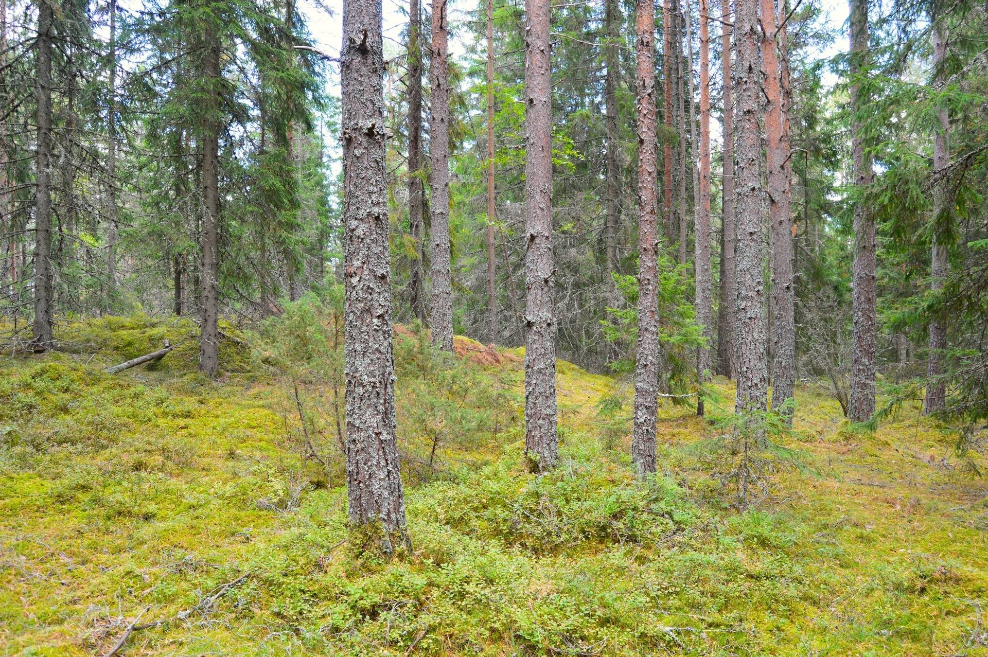 Gård med skogsbruk på Vällgården Falu kommun - bild 8