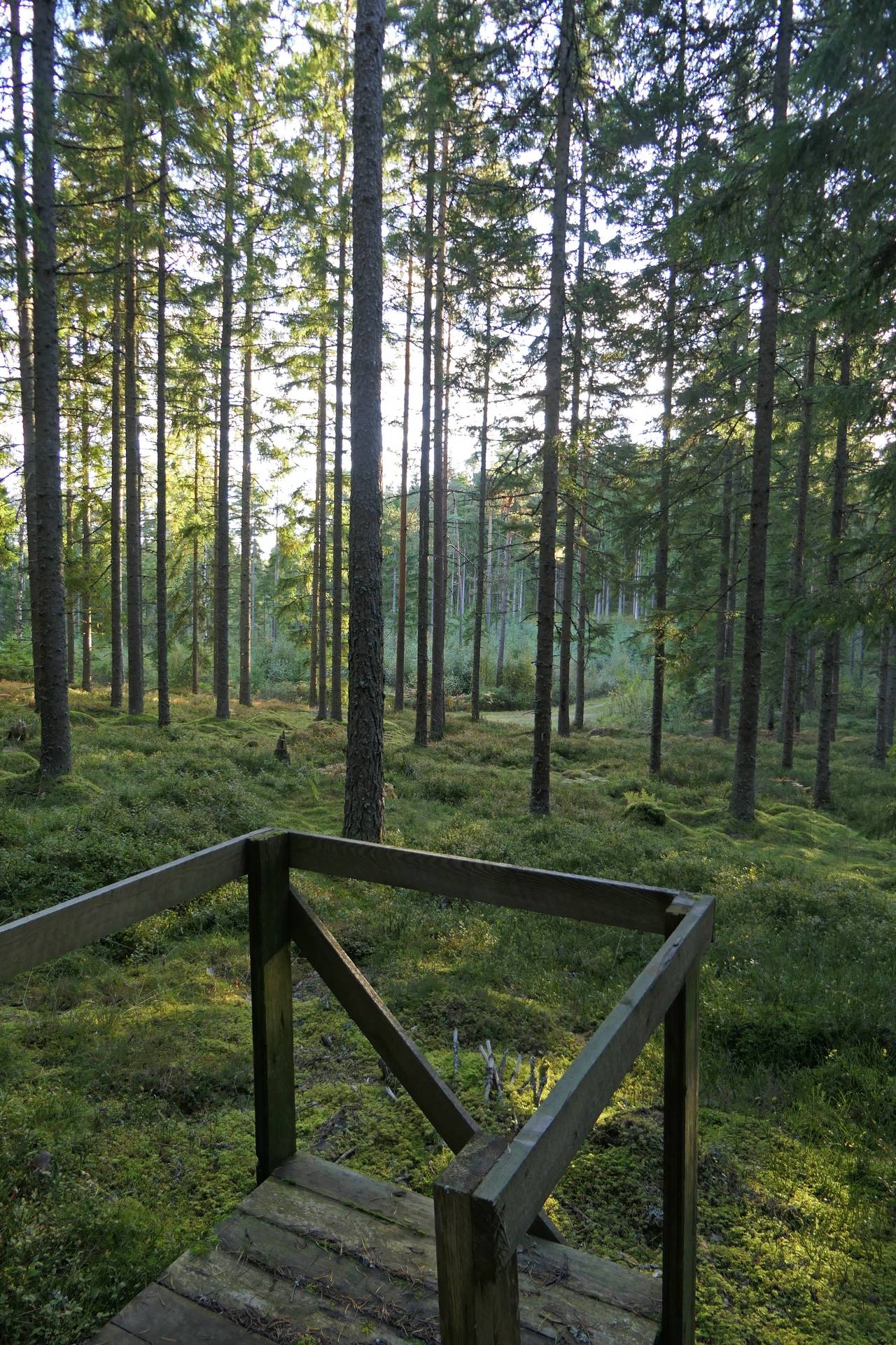 Gård/skog på Högalid Tranemo kommun - bild 10