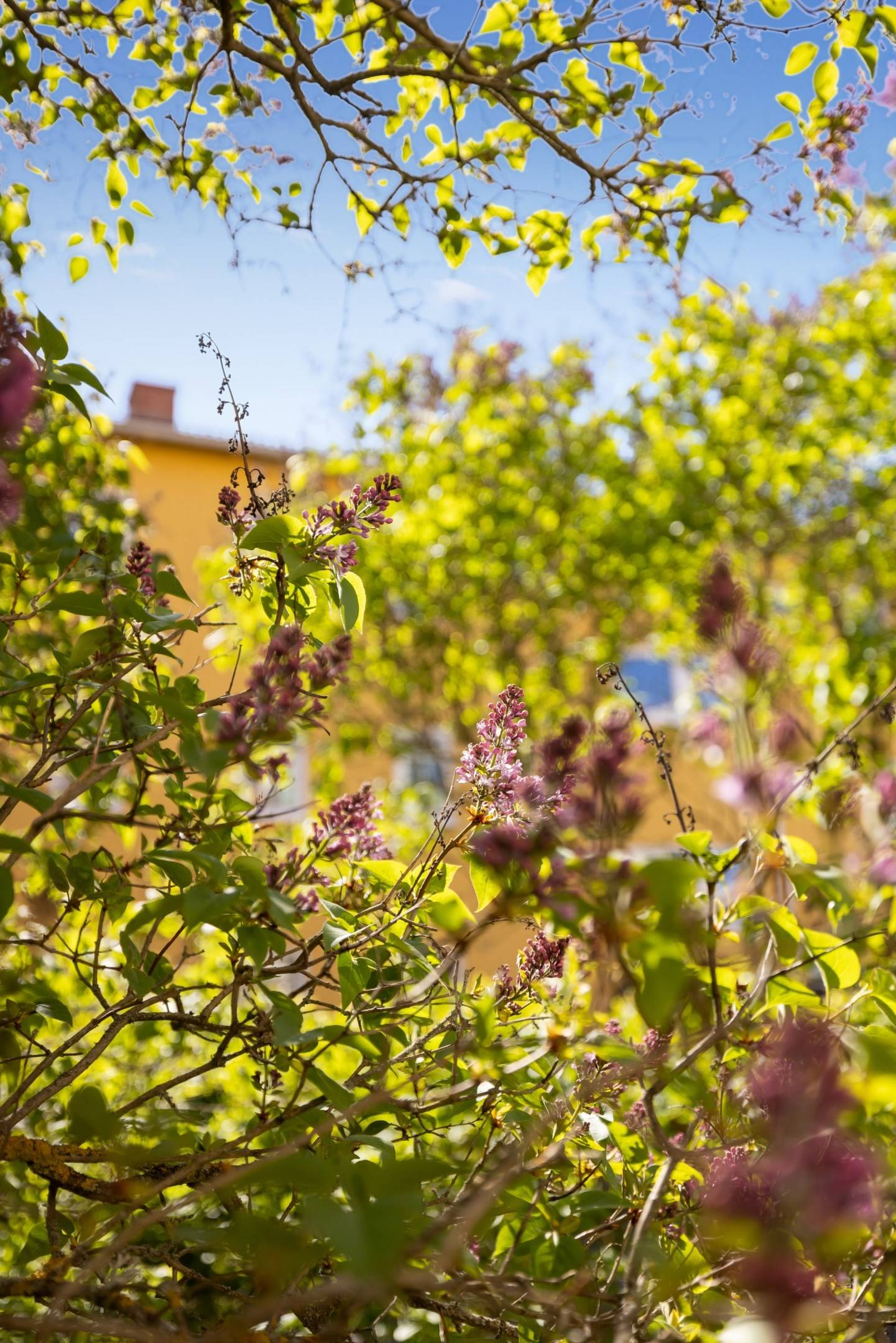 2.5 rum Lägenhet på Geijersgatan 25A Luthagen Uppsala kommun - bild 55