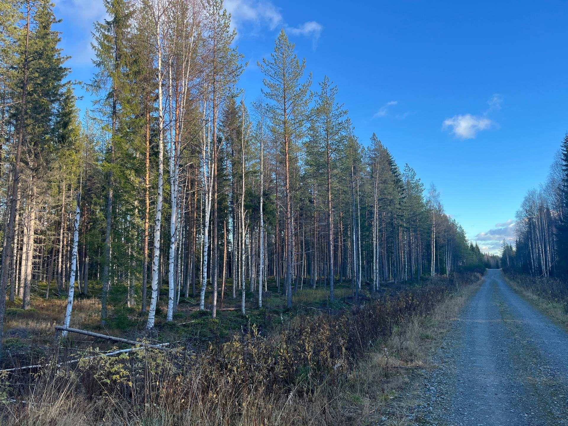 Gård med skogsbruk Gunnarn Storumans kommun - bild 6