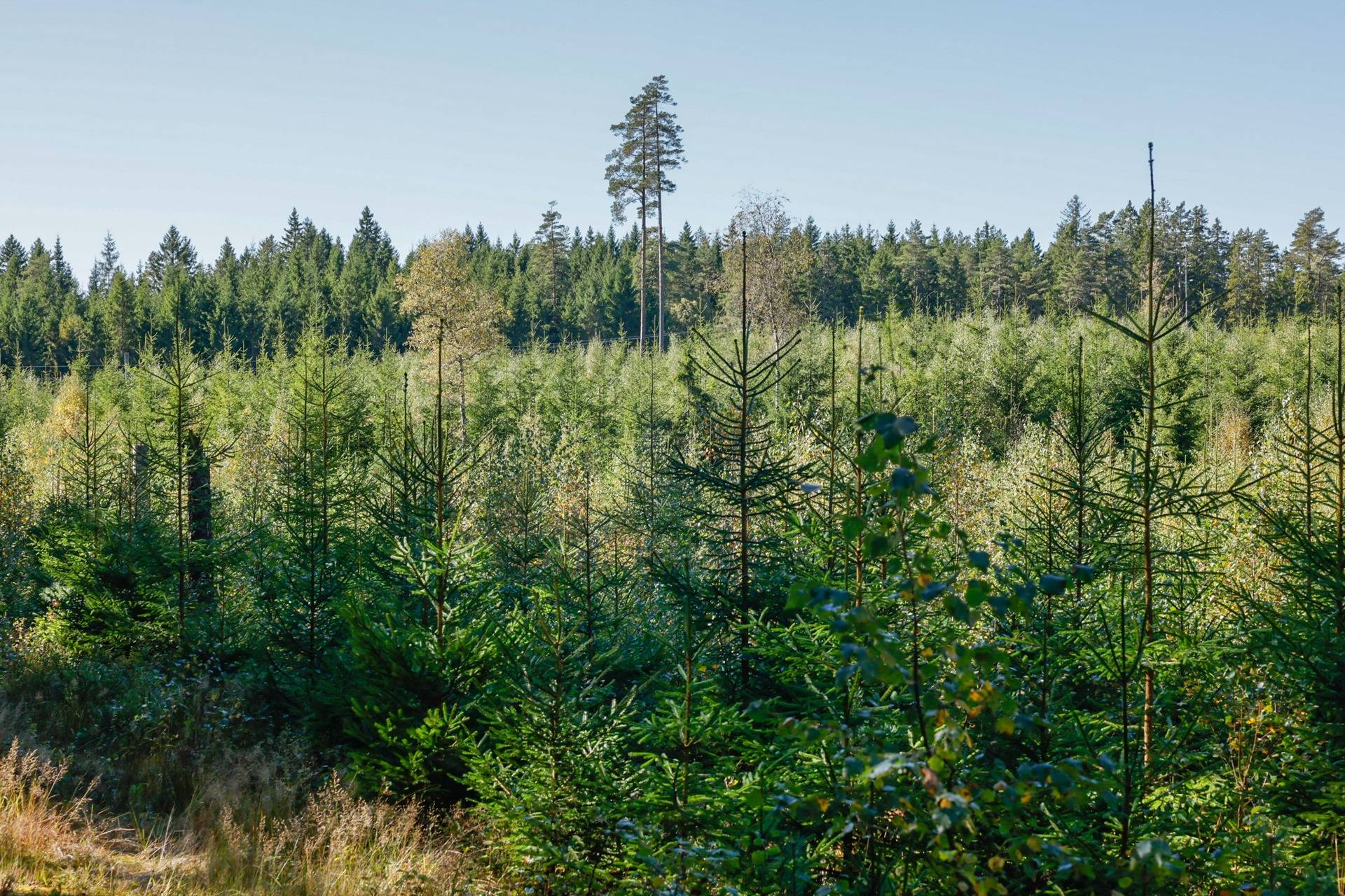 Gård/skog på SVENLJUNGA UGGLEBO 2:3 Örsås Svenljunga kommun - bild 4