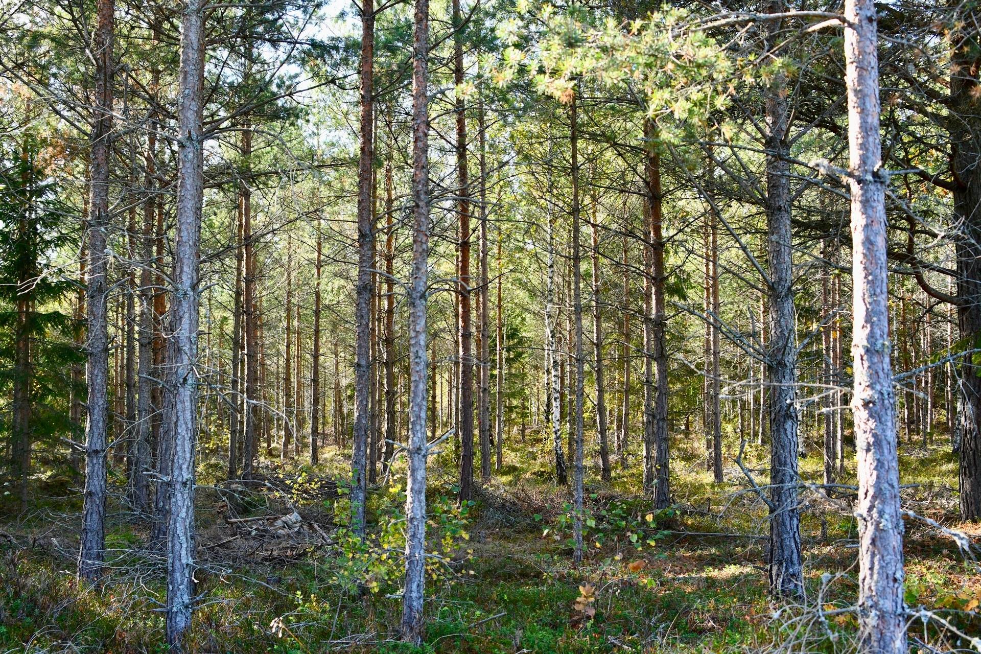 Gård med skogsbruk Binneberg Skövde kommun - bild 26
