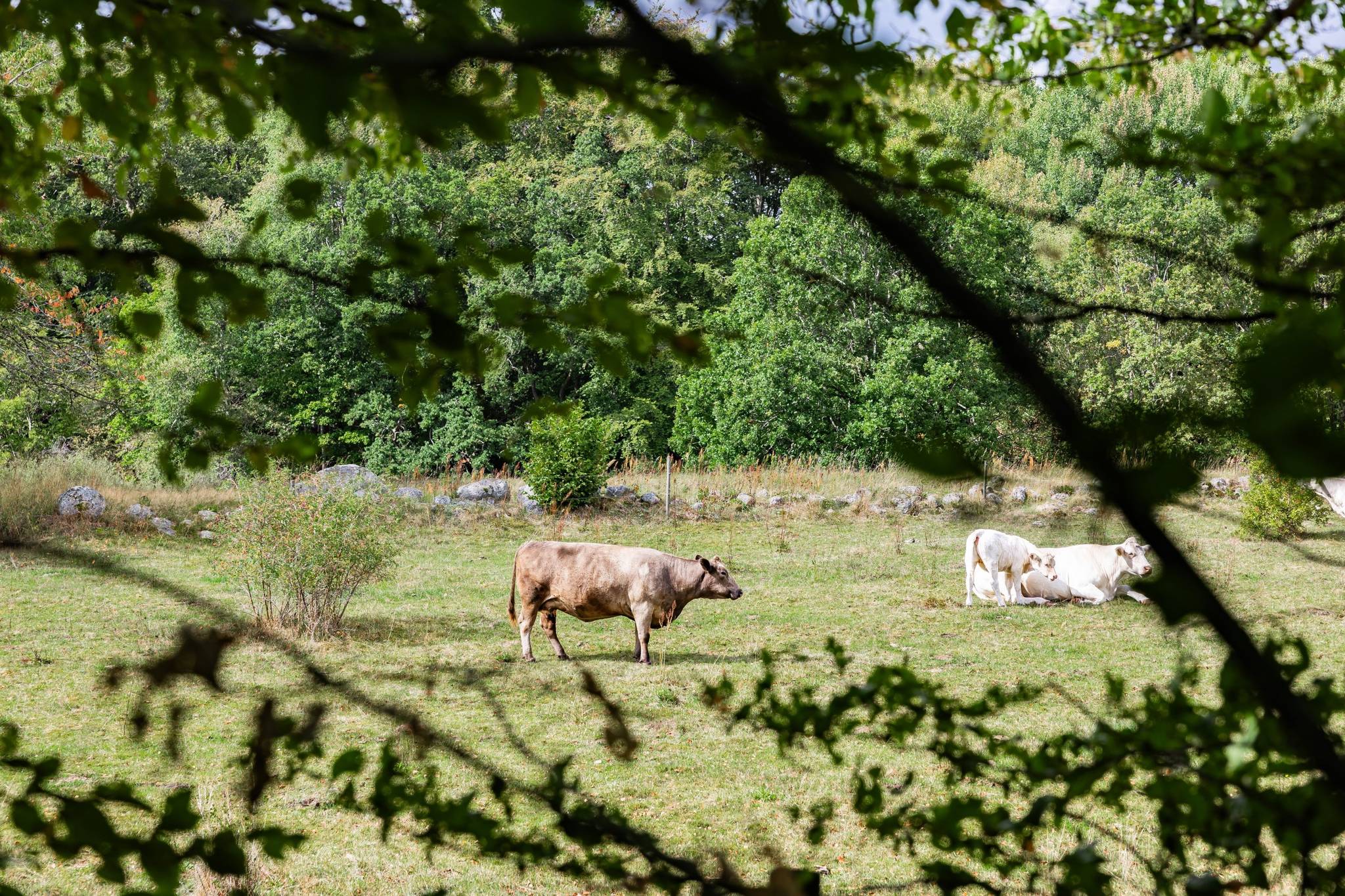 6 rum gård/skog på Andrarumsvägen 14 Hörröd, Kristianstads kommun - bild 5