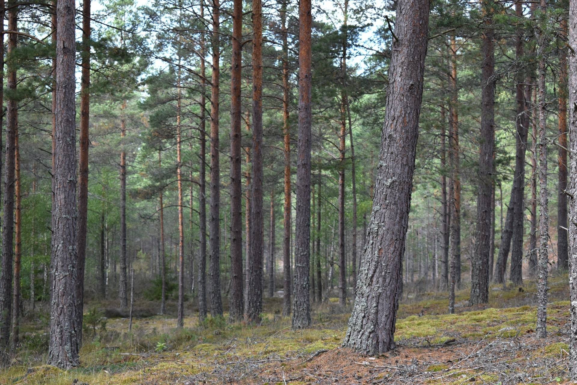 Gård med skogsbruk på Gårdsryd 1:2, 3:2 Gårdsryd Nybro kommun - bild 23