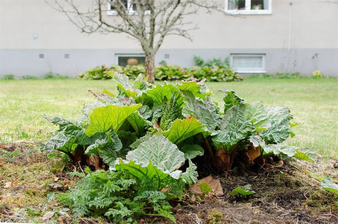 3 rum Fritidsboende på Sågbacksvägen 2 Klarälvdalen Torsby kommun - bild 27