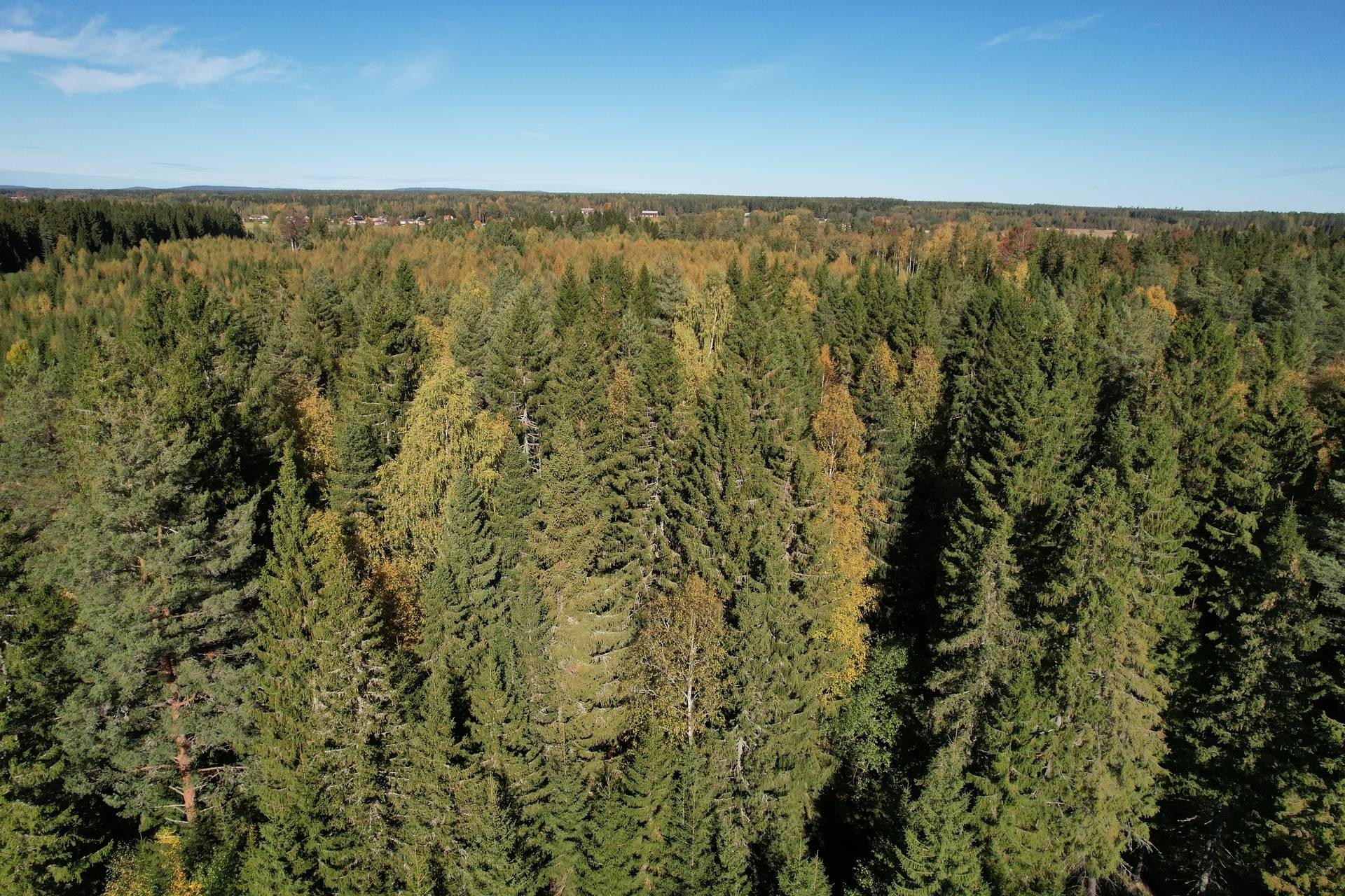 Gård med skogsbruk på Landtjärn Sandvikens kommun - bild 8