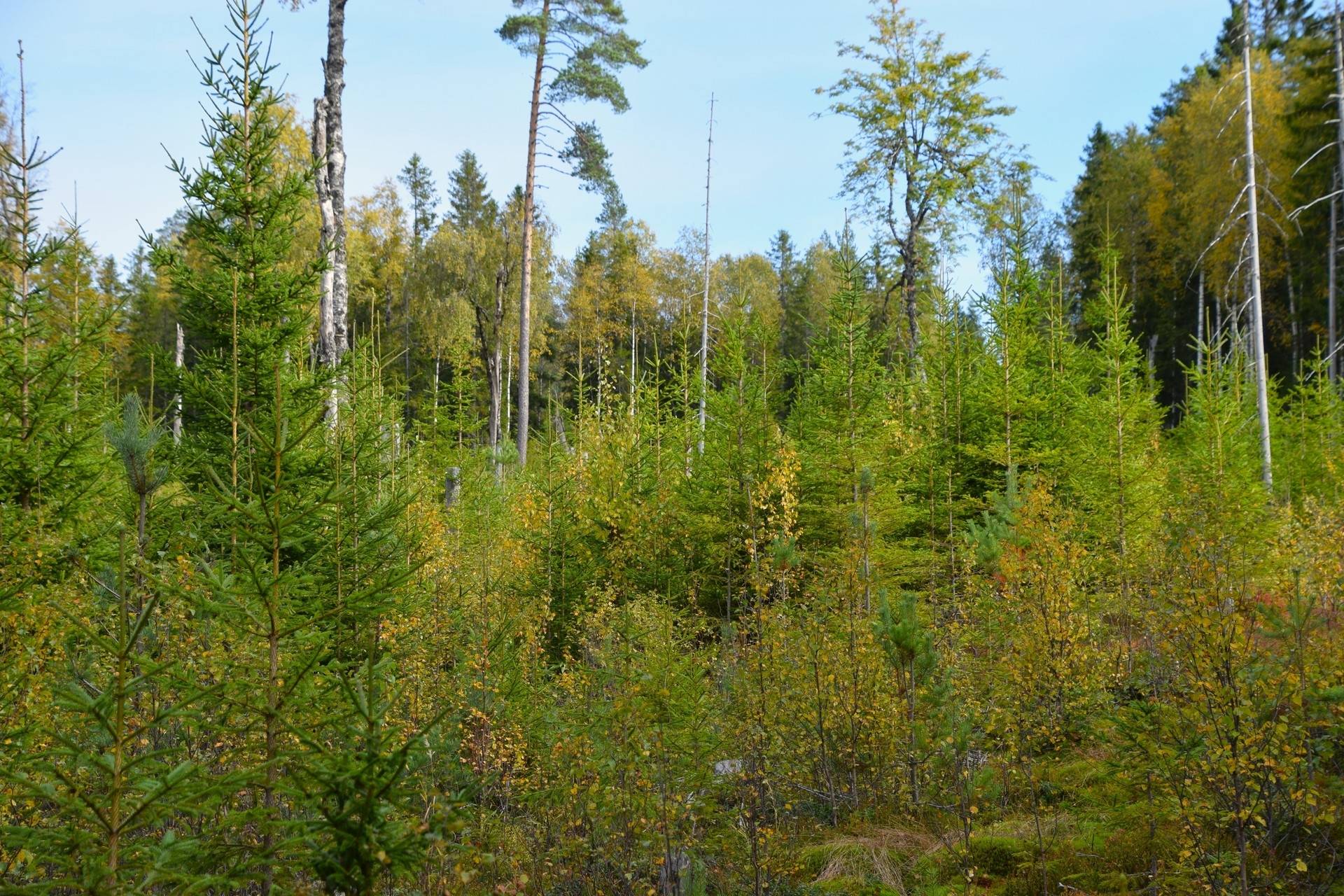 Gård med skogsbruk på Gravol Gravol Torsby kommun - bild 6