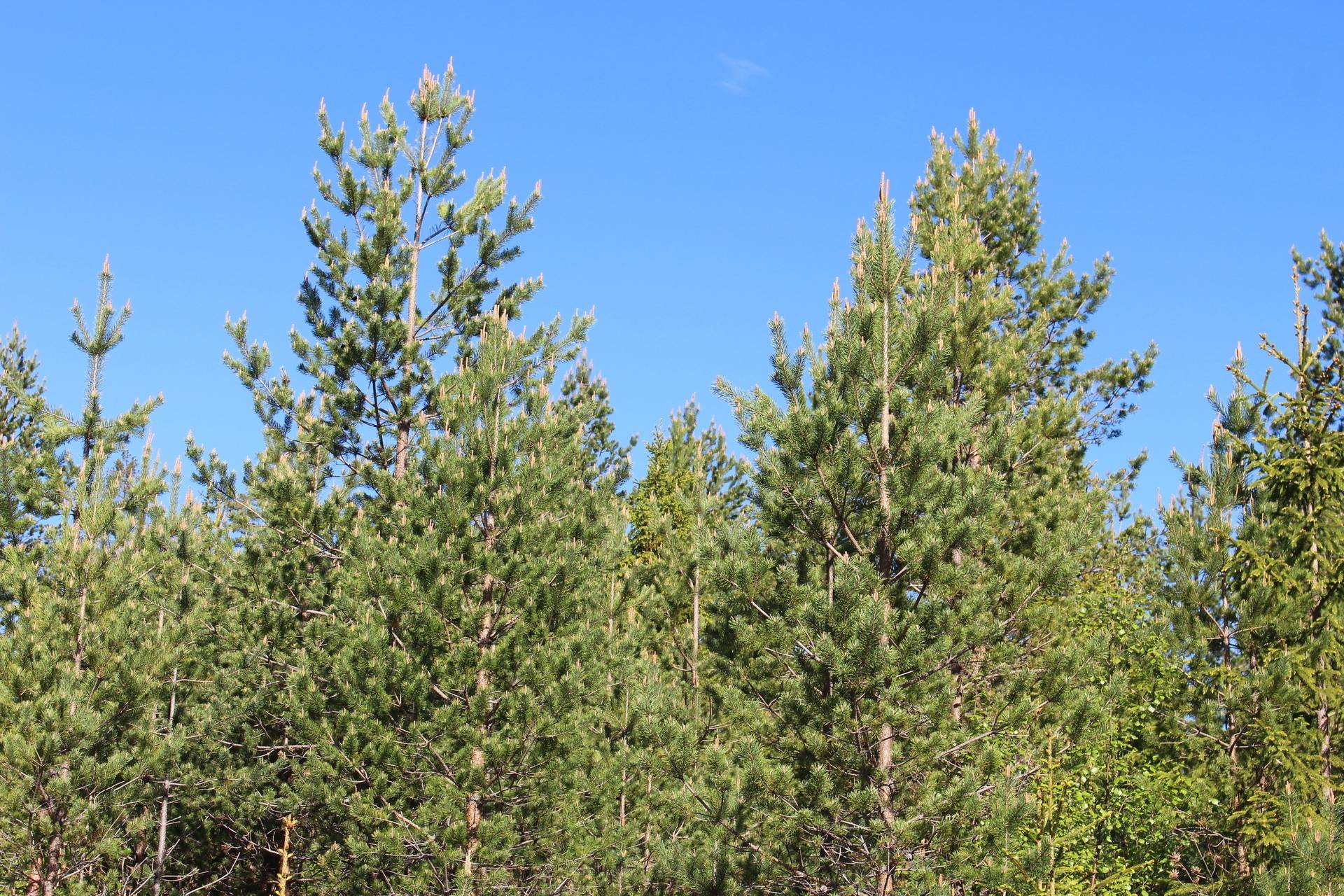 Gård med skogsbruk på Medskogen Torsby kommun - bild 10
