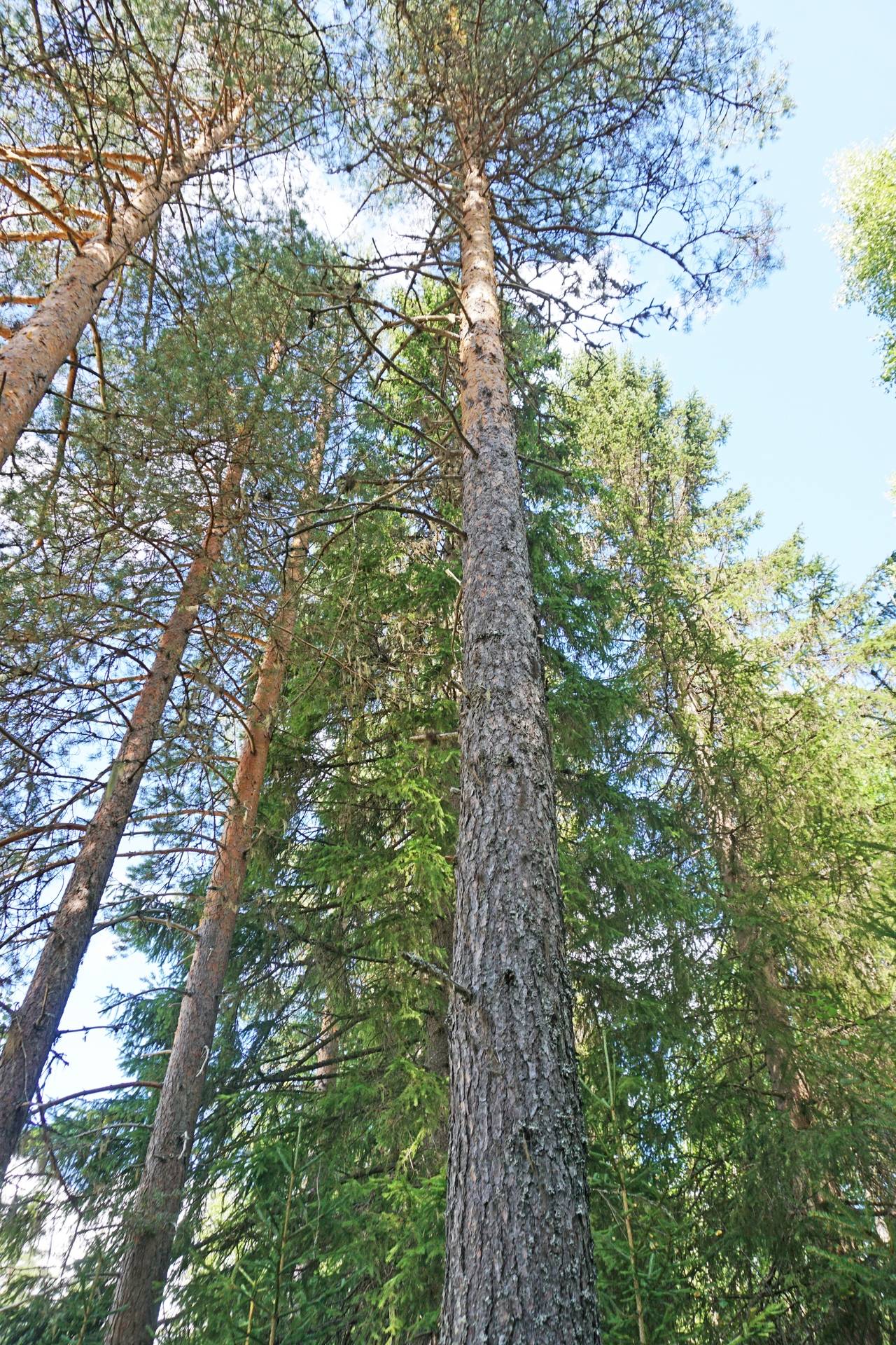 2 rum Gård med jordbruk på Oppli Ljusdals kommun - bild 60