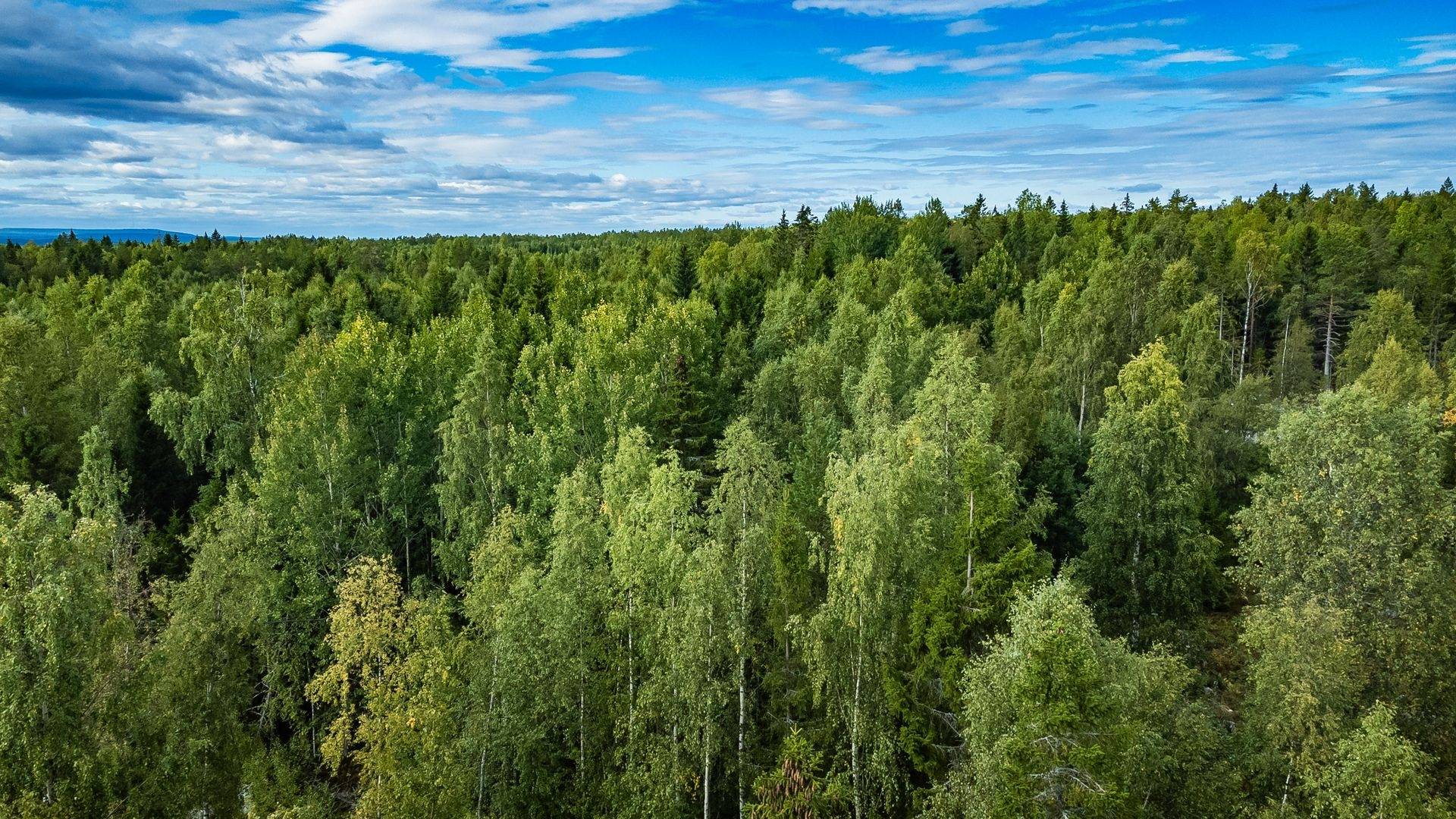 Tomt på BJÖRKÖN 1:140 Sundsvall Sundsvalls kommun - bild 15