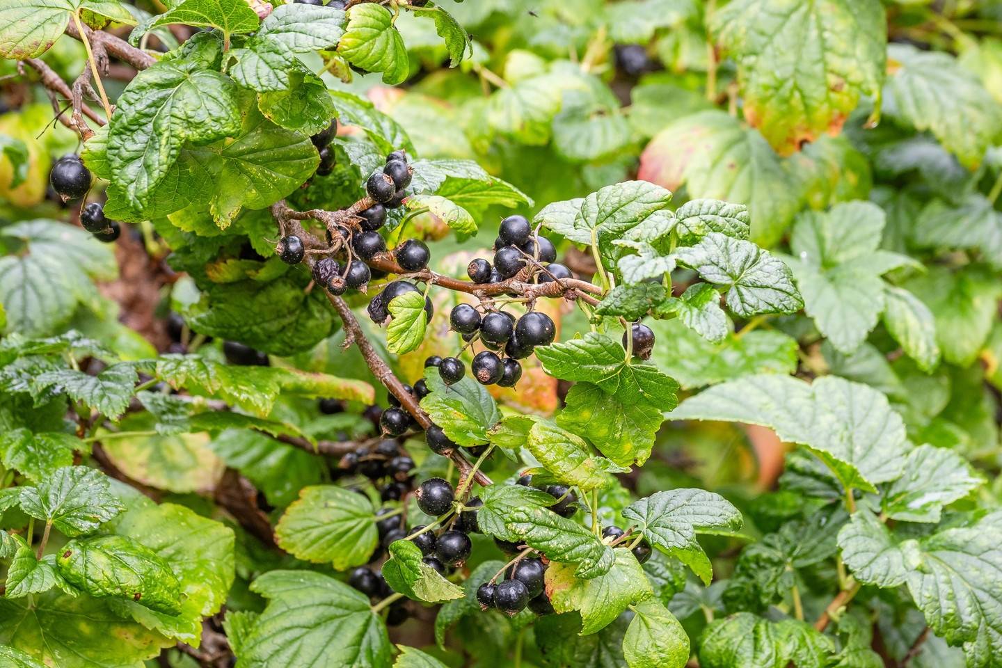4 rum Radhus på Ringgatan 32E Kungsängen Sala kommun - bild 38