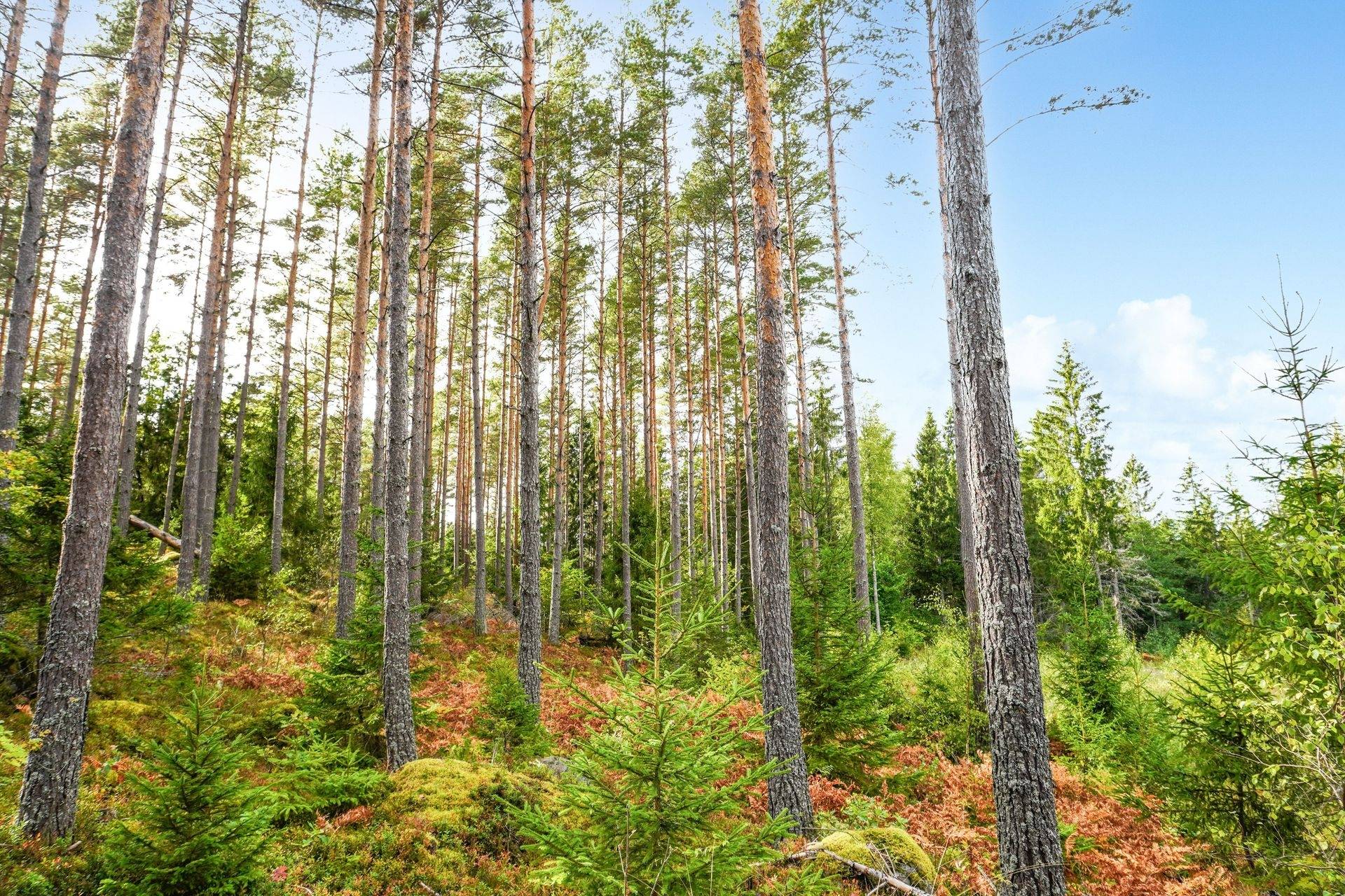 Gård med skogsbruk på NORRTÄLJE SÖDERMARJUM 2:2 Norrtälje kommun - bild 12