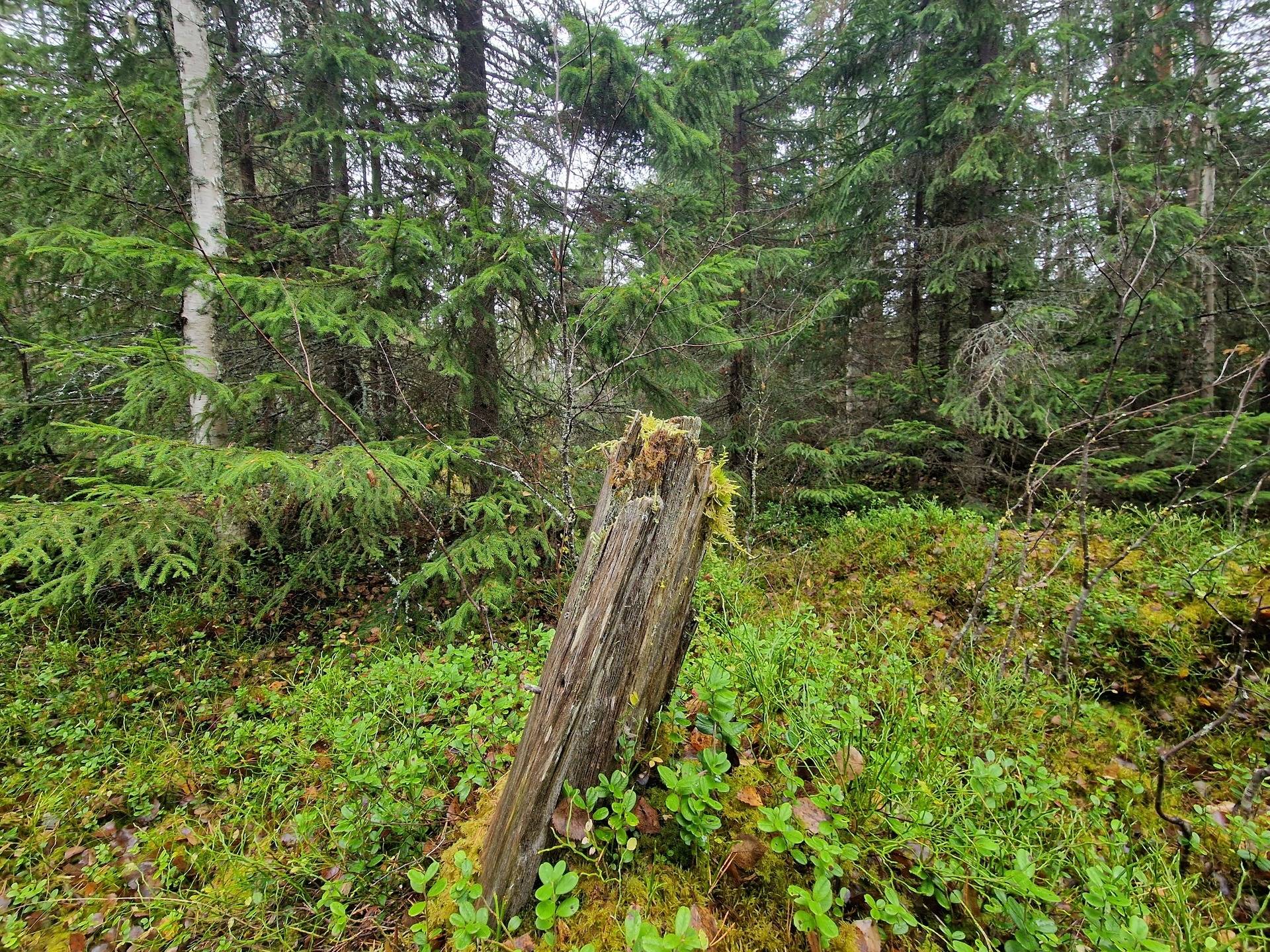 Gård med skogsbruk på BRÄCKE LUND 2:113 & 2:83 Sörbygden Bräcke kommun - bild 14