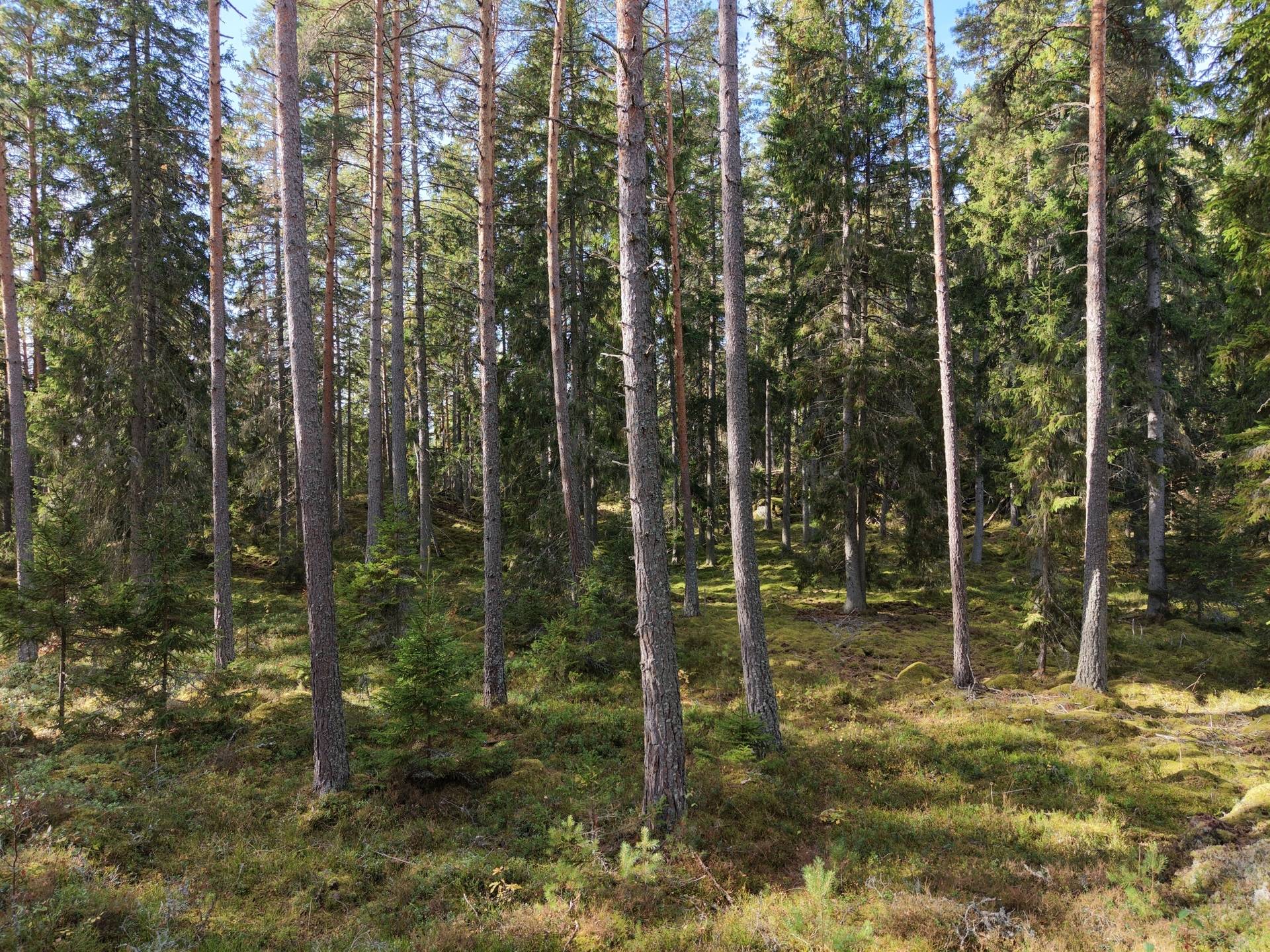 Gård med jordbruk på Vallingedal Nedergård Vallingedal Kinda kommun - bild 40