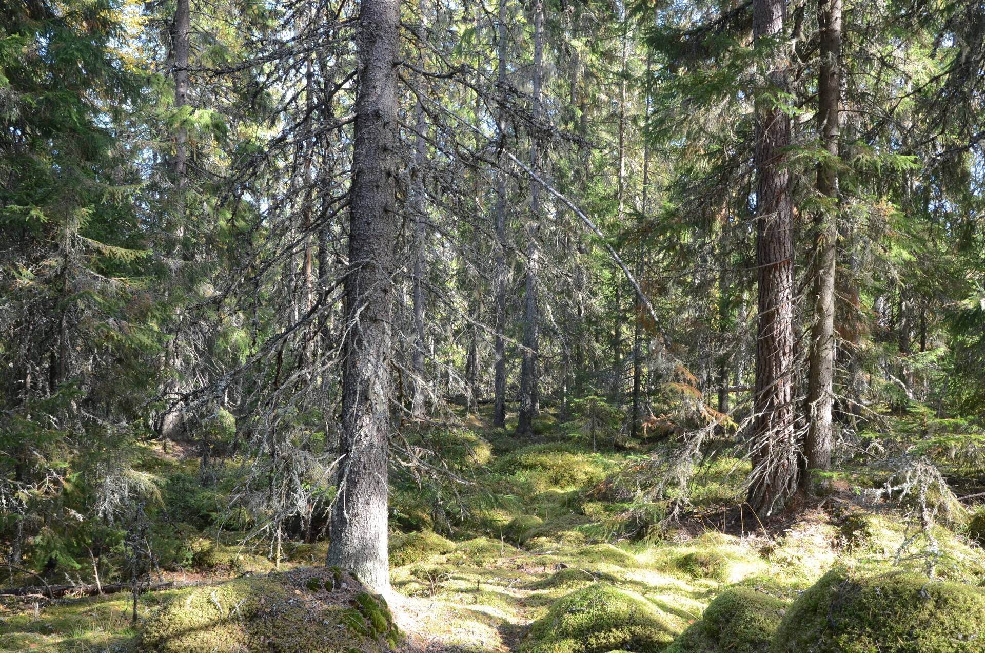 Gård med skogsbruk på Norbohyttan Säters kommun - bild 25