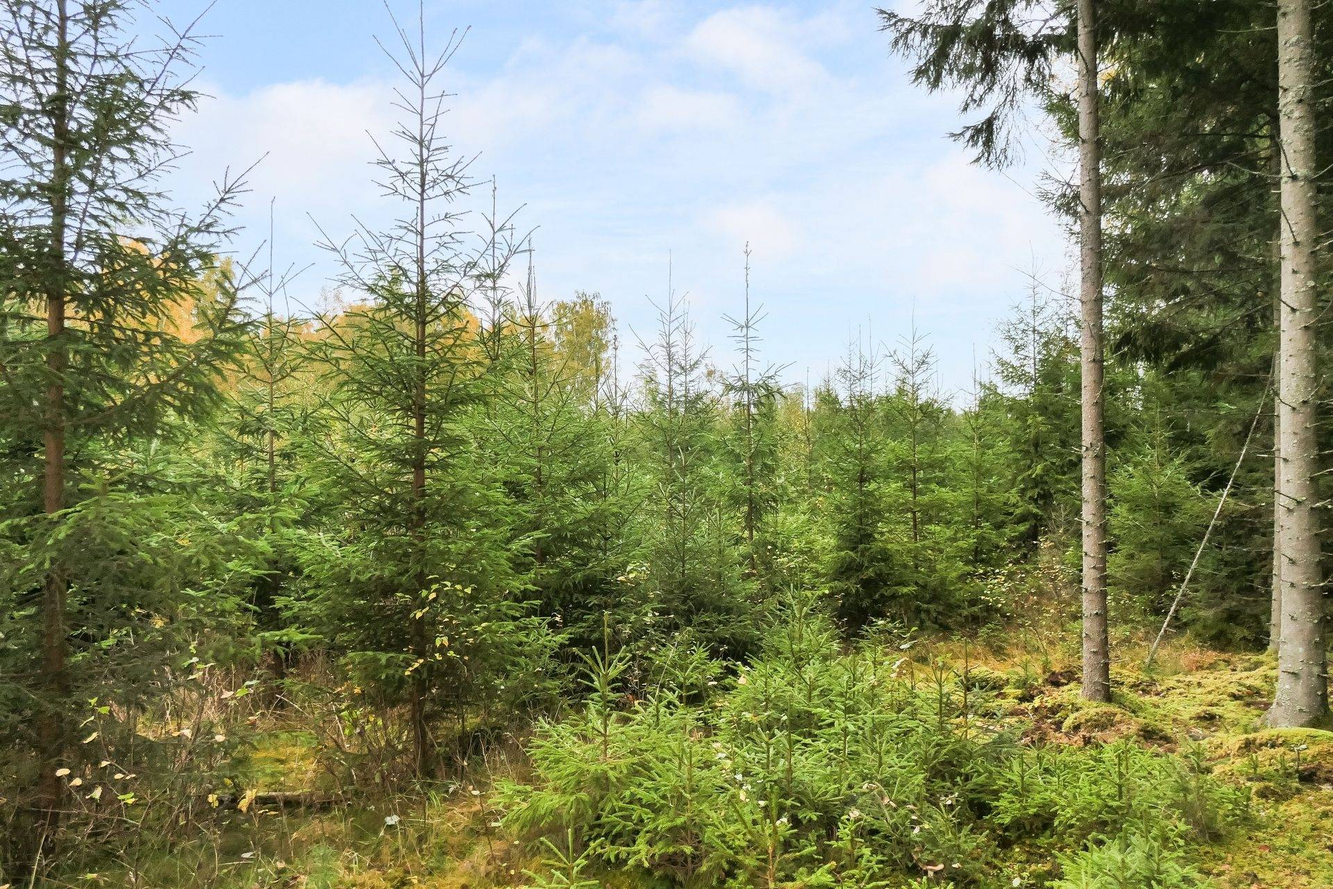 Gård/skog på 21,8 ha skogsmark väster om Falköping Falköpings kommun - bild 16
