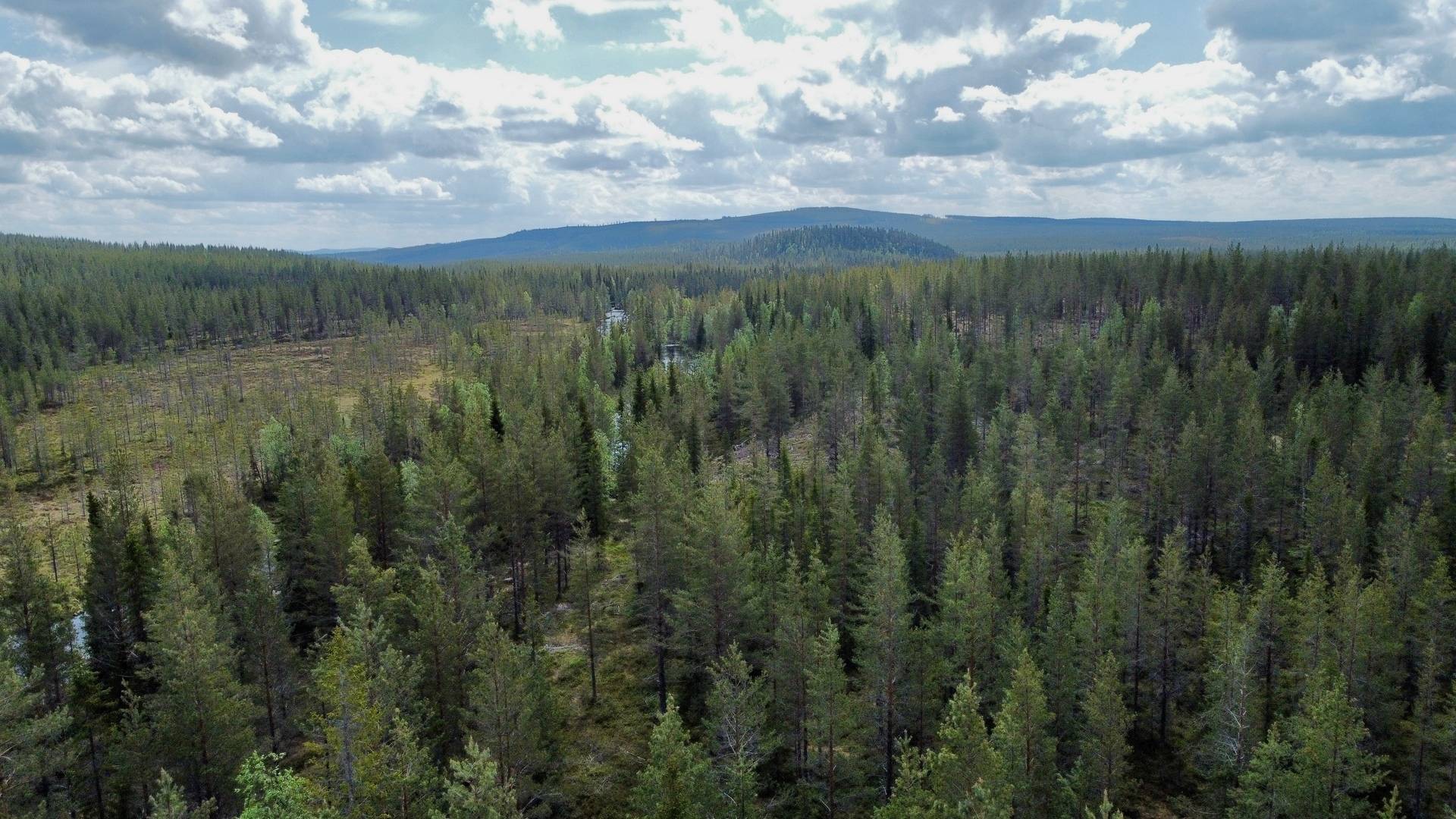 Gård med skogsbruk på Skog kring Tjärnberg Malå kommun - bild 2