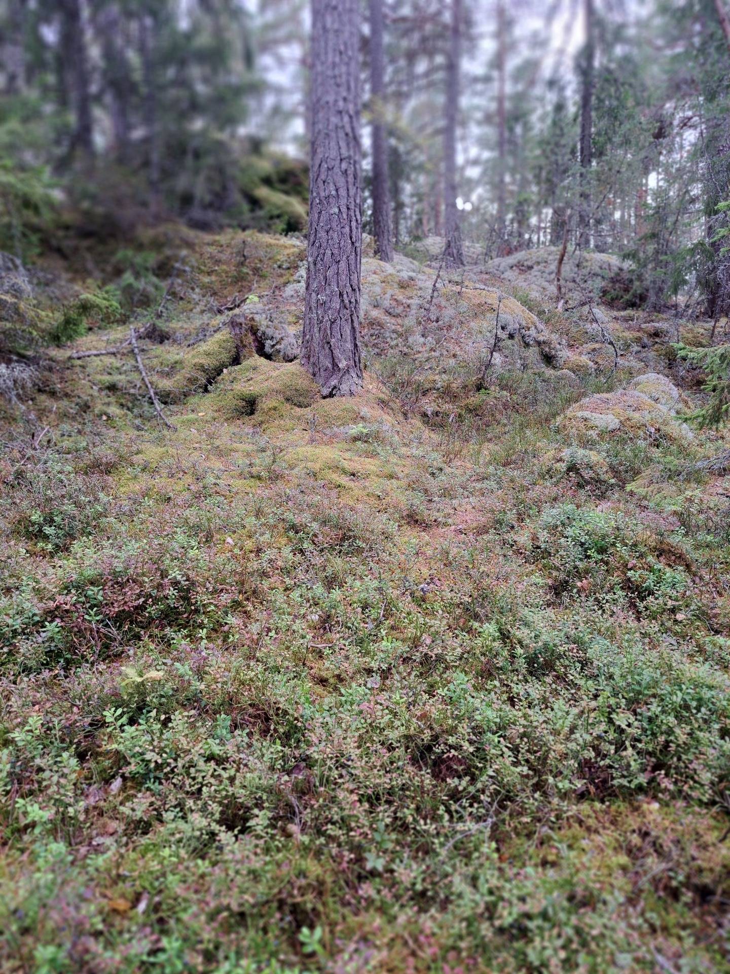 10 rum Gård/skog på Torsätra gård 1 Nykvarn Nykvarns kommun - bild 102