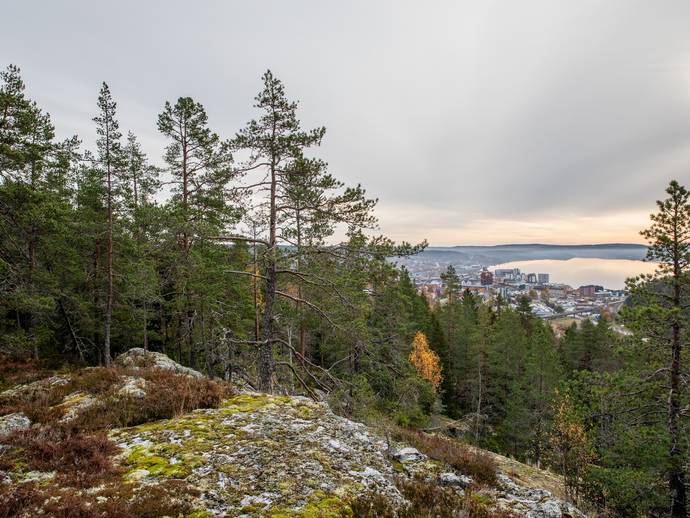 rnsk-ldsvik-ster-s-1-146-i-sj-levad-rnsk-ldsviks-kommun-g-rd-skog