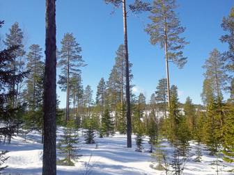 Högheden 8:4, 8:5 och Björkheden 1:6