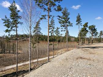 Tureholm Stubbhugget 5