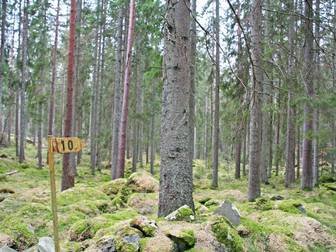 Astensmåla / Hjortabråne