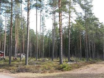 Lundbjörken Bygattu 12