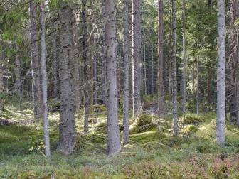 Obebyggd skogsfastighet i Klarälvdalen