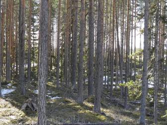 STRÖMSUND VÄNGEL 2:24