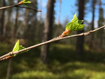Lits-Backen 1:34 och 1:35