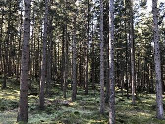 Obebyggd skogsfastighet om 24 ha