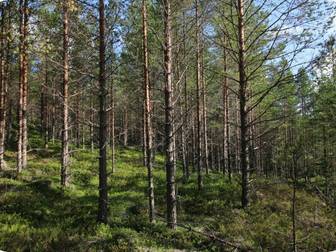 Skogsfastighet - Stutt 241:14