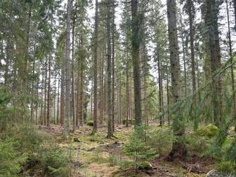 Östra Skirö 13:1,  Svartsaviken 1