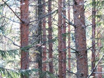 Nordanstig Gällsta 5:16