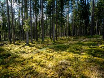 Tallberga Odlingsberg 1 m fl