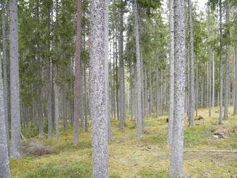 100 hektar i Edsbyn med hög tillväxt