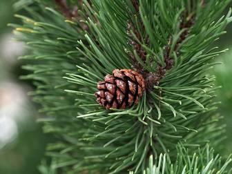 LYCKSELE LÅNGSELE 12:1