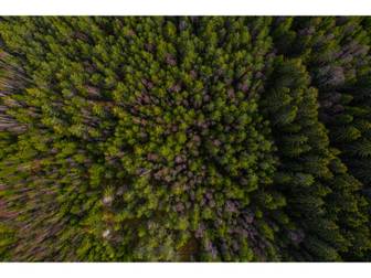 Skog i Slorud / Årnäs